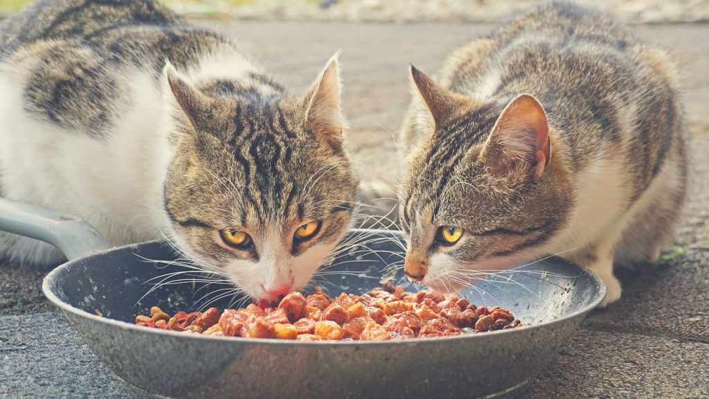 is it bad to only feed cat dry food