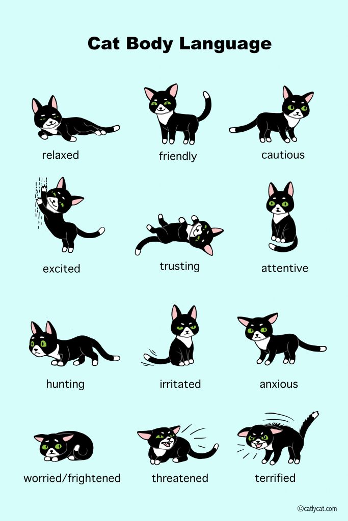 cat body language infographic