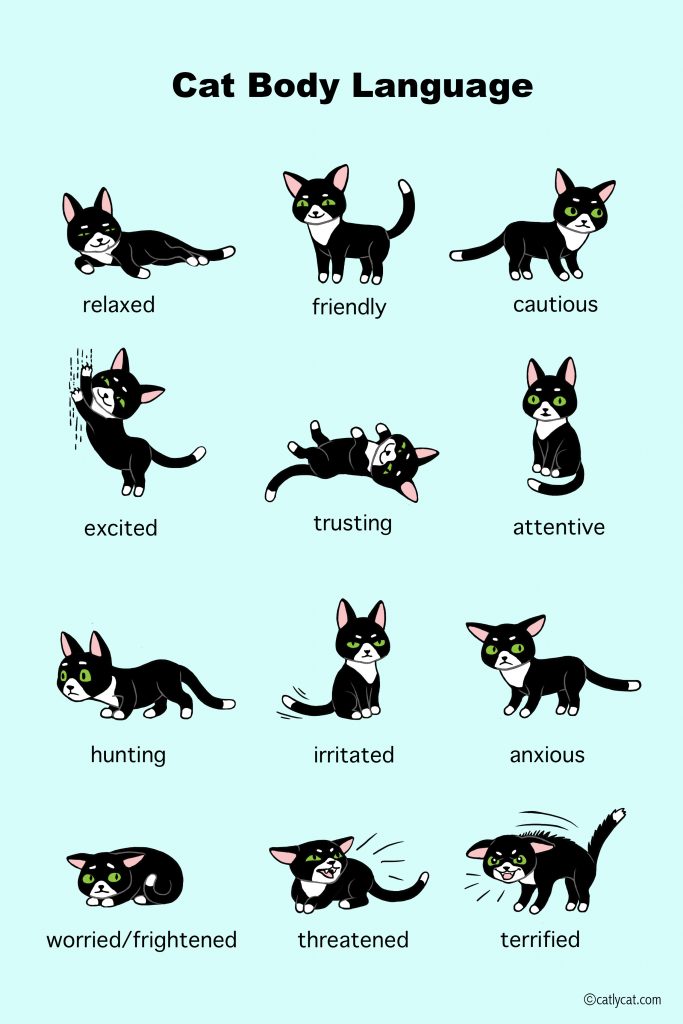 Understanding Cat Body Language & Behaviour