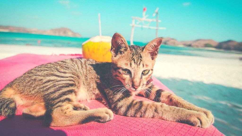 cat is lying on the beach