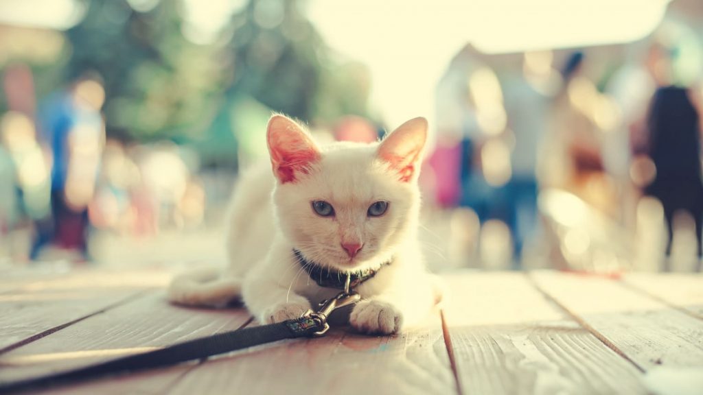 white cat one a leash traveling