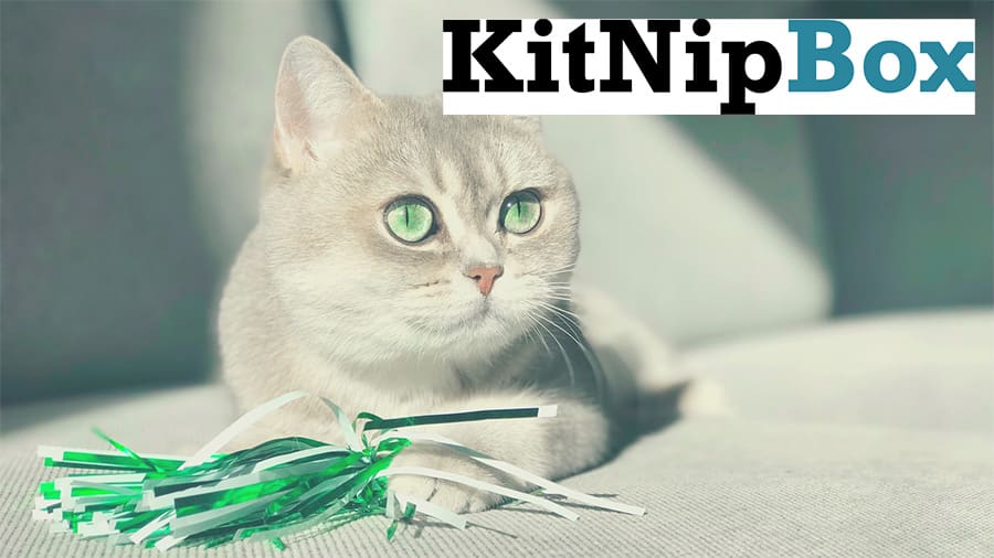 kitnipbox review header